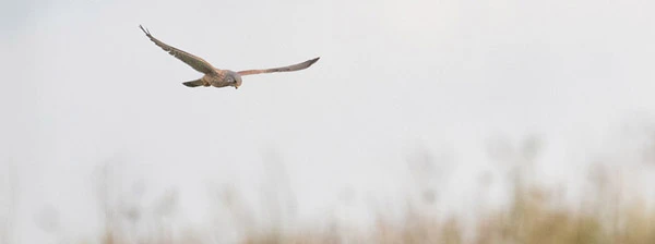 Turmfalke im Rüttelflug über dem Scharberg, Ahrensburg.